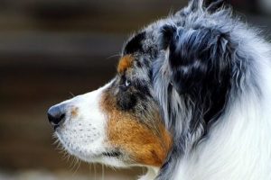 Ostéopathe canin