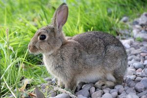 Nouveaux animaux de compagnie